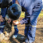 Aprender cuidando